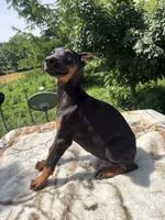 Black Euro fem, a female Doberman Pinscher for sale in Stockton, MO – 1 of 10
