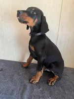 Working Champion Euro[sold], a male Doberman Pinscher for sale in Stockton, MO – Photo 1 of 9