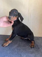 Working Champion Euro[sold], a male Doberman Pinscher for sale in Stockton, MO – Photo 2 of 9