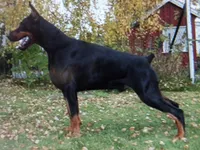 Working Champion Euro[sold], a male Doberman Pinscher for sale in Stockton, MO – Photo 4 of 9