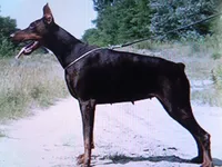 Euro Black fem, a female Doberman Pinscher for sale in Stockton, MO – 7 of 9