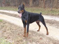 AKC Euro. Ch.Lrg. Fem[sold], a female Doberman Pinscher for sale in Stockton, MO – Photo 4 of 10