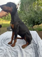 AKC Euro. Ch.Lrg. Fem[sold], a female Doberman Pinscher for sale in Stockton, MO – Photo 1 of 10