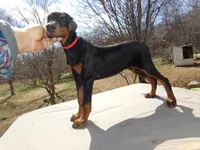 AKC Euro. Ch.Lrg. Fem[sold], a female Doberman Pinscher for sale in Stockton, MO – Photo 2 of 10