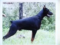 AKC Euro. Ch.Lrg. Fem[sold], a female Doberman Pinscher for sale in Stockton, MO – Photo 6 of 10