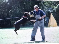 AKC Euro. Ch.Lrg. Fem[sold], a female Doberman Pinscher for sale in Stockton, MO – Photo 9 of 10