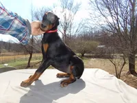 AKC Euro. Ch.Lrg. Fem[sold], a female Doberman Pinscher for sale in Stockton, MO – Photo 3 of 10