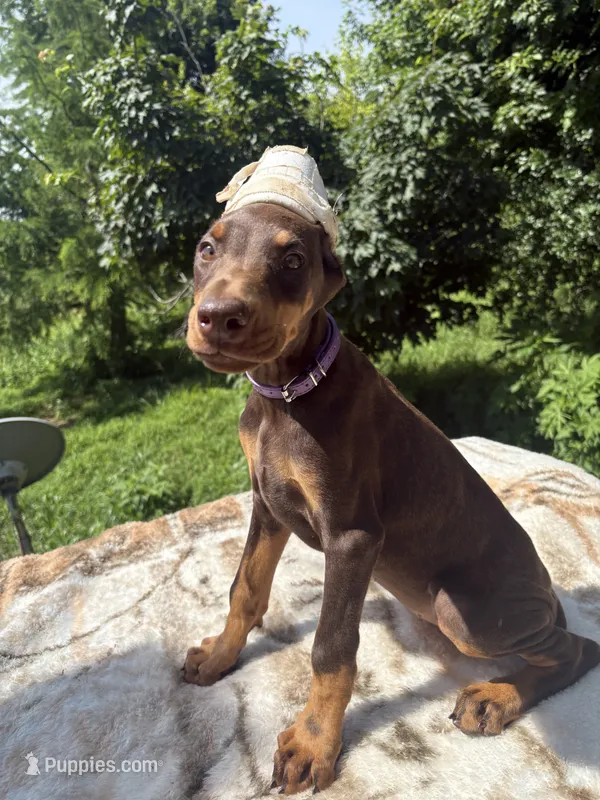 AKC Euro – Doberman Pinscher puppy for sale in Stockton, MO