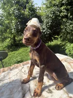 AKC Euro, a female Doberman Pinscher for sale in Stockton, MO – 1 of 8