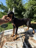 Black Euro male, a male Doberman Pinscher for sale in Stockton, MO – 2 of 10