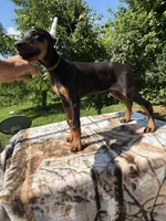 XXl Black Euro Male, a male Doberman Pinscher for sale in Stockton, MO – 2 of 9
