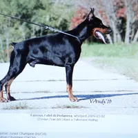 Blk Euro xl [on hold], a male Doberman Pinscher for sale in Stockton, MO – Photo 8 of 10