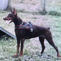 Blk Euro xl [on hold], a male Doberman Pinscher for sale in Stockton, MO – Photo 10 of 10
