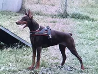 Blk Euro xl [on hold], a male Doberman Pinscher for sale in Stockton, MO – Photo 10 of 10