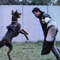 Blk Euro xl [on hold], a male Doberman Pinscher for sale in Stockton, MO – Photo 9 of 10