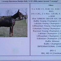 Blk Euro xl [on hold], a male Doberman Pinscher for sale in Stockton, MO – Photo 6 of 10