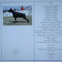 Blk Euro xl [on hold], a male Doberman Pinscher for sale in Stockton, MO – Photo 5 of 10