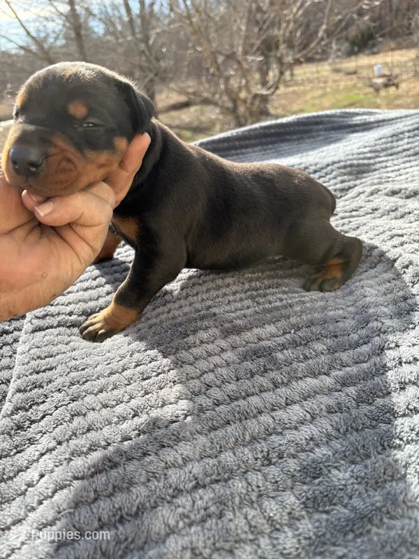 Blk Euro xl [on hold]