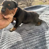 Blk Euro xl [on hold], a male Doberman Pinscher for sale in Stockton, MO – Photo 1 of 10