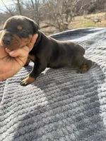 Blk Euro xl [on hold], a male Doberman Pinscher for sale in Stockton, MO – Photo 1 of 10