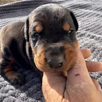 Blk Euro xl [on hold], a male Doberman Pinscher for sale in Stockton, MO – Photo 2 of 10