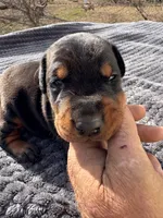 Blk Euro xl [on hold], a male Doberman Pinscher for sale in Stockton, MO – Photo 2 of 10