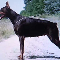 Blk Euro xl [on hold], a male Doberman Pinscher for sale in Stockton, MO – Photo 4 of 10