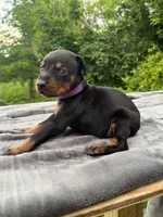 spoke 4 see our others, a female Doberman Pinscher for sale in Stockton, MO – Photo 1 of 10