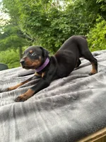 spoke 4 see our others, a female Doberman Pinscher for sale in Stockton, MO – Photo 2 of 10