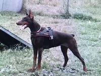 AKC CH.Euro Lg.red  fem, a female Doberman Pinscher for sale in Stockton, MO – Photo 9 of 10