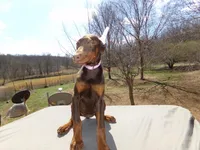 AKC CH.Euro Lg.red  fem, a female Doberman Pinscher for sale in Stockton, MO – Photo 3 of 10