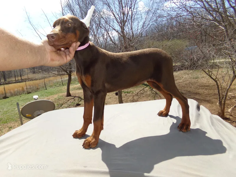 AKC CH.Euro Lg.red  fem