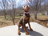 AKC CH.Euro Lg.red  fem, a female Doberman Pinscher for sale in Stockton, MO – Photo 2 of 10