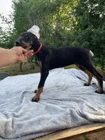 AKC Euro ch.[sold], a female Doberman Pinscher for sale in Stockton, MO – Photo 2 of 9