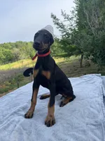 AKC Euro ch.[sold], a female Doberman Pinscher for sale in Stockton, MO – Photo 1 of 9