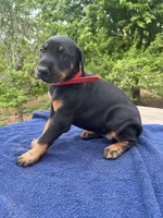 AKC Euro ch.[sold], a female Doberman Pinscher for sale in Stockton, MO – Photo 3 of 9