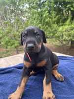 AKC Euro ch.[sold], a female Doberman Pinscher for sale in Stockton, MO – Photo 4 of 9