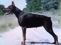 AKC Euro ch.[sold], a female Doberman Pinscher for sale in Stockton, MO – Photo 7 of 9