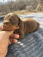 Red xl Euro male[on hold}, a male Doberman Pinscher for sale in Stockton, MO – Photo 1 of 10