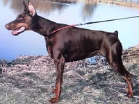 Red xl Euro male[on hold}, a male Doberman Pinscher for sale in Stockton, MO – Photo 4 of 10