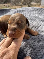 Red xl Euro male[on hold}, a male Doberman Pinscher for sale in Stockton, MO – Photo 2 of 10