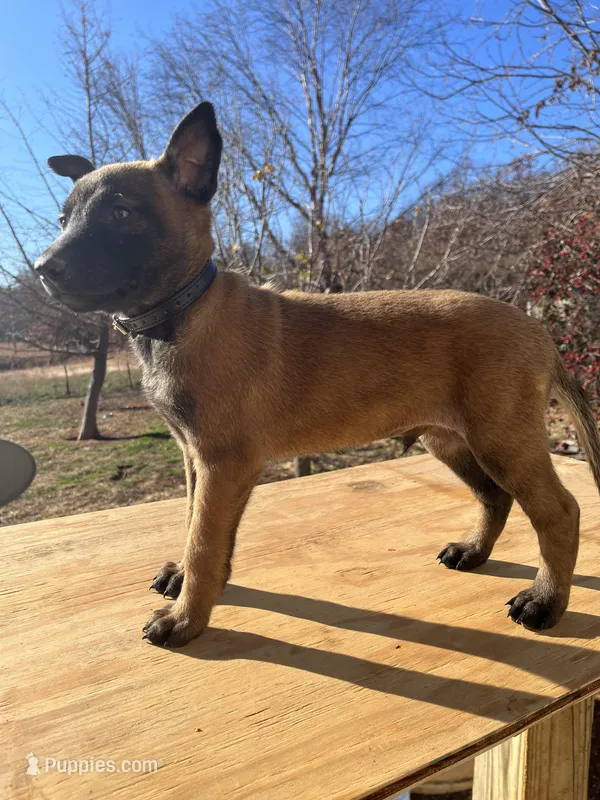 Amazin AKC Maligator, a male Belgian Malinois for sale in Stockton, MO – Photo 1 of 5