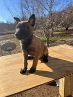 Amazin AKC Maligator, a male Belgian Malinois for sale in Stockton, MO – Photo 2 of 5