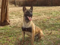 Amazin AKC Maligator, a male Belgian Malinois for sale in Stockton, MO – Photo 3 of 5