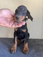 XXL Euro Working Champs[sold], a male Doberman Pinscher for sale in Stockton, MO – Photo 2 of 8