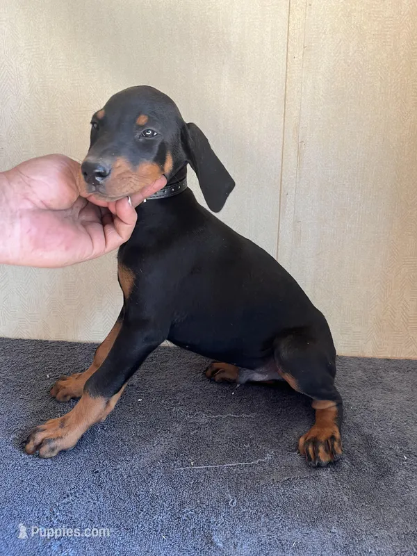 XXL Euro Working Champs[sold]