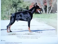 on hold, a female Doberman Pinscher for sale in Stockton, MO – Photo 6 of 9