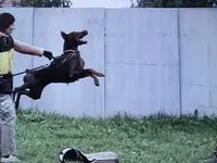 on hold, a female Doberman Pinscher for sale in Stockton, MO – Photo 9 of 9