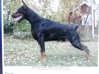 on hold, a female Doberman Pinscher for sale in Stockton, MO – Photo 5 of 9