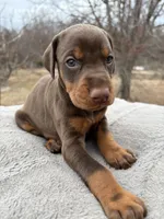 on hold, a female Doberman Pinscher for sale in Stockton, MO – Photo 2 of 9
